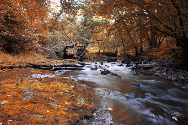 Forest River, Gales, Reino Unido — Fotografia de Stock