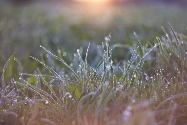 Summer morning — Stock Photo, Image