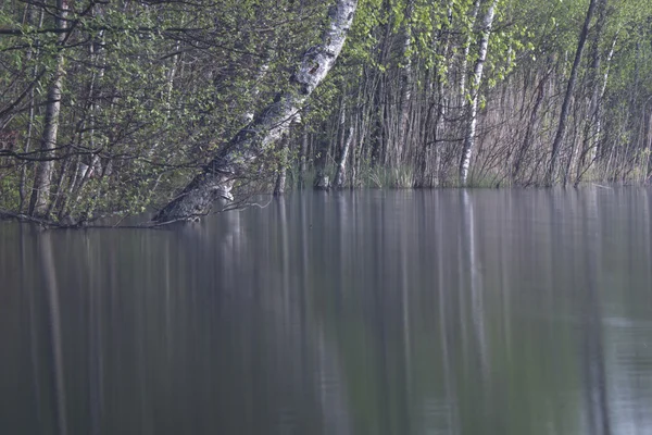 Soluppgång på skogstjärn — Stockfoto