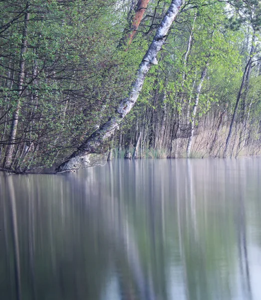 Gündoğumu orman göl kenarında — Stok fotoğraf