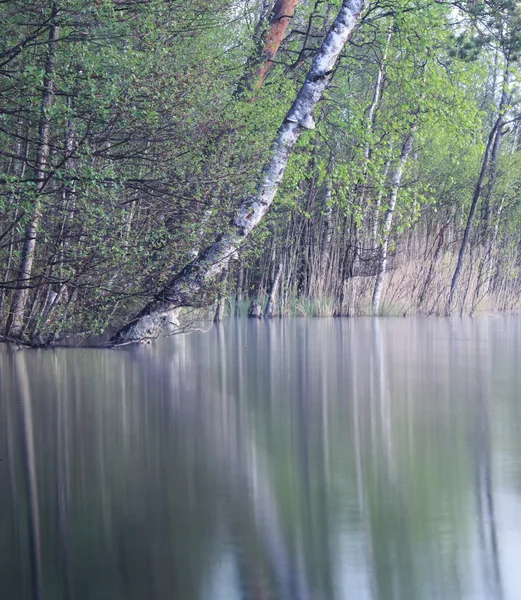 Nascer do sol no lago da floresta — Fotografia de Stock