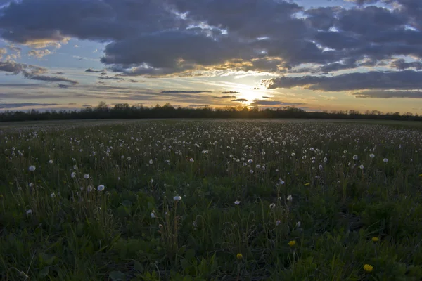 Západ slunce na jaře pole — Stock fotografie