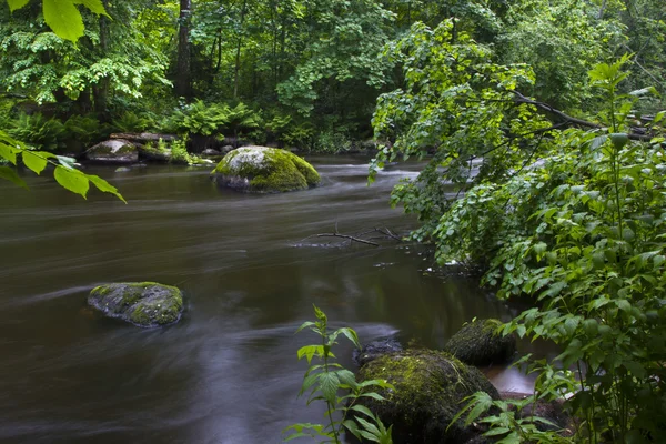 Rio Florestal — Fotografia de Stock