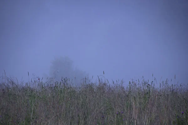 Morgen im Wald — Stockfoto