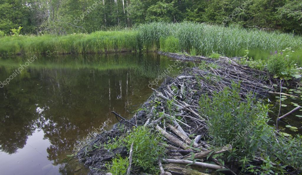 Beaver dam — Stock Photo © Pashtett 78736786