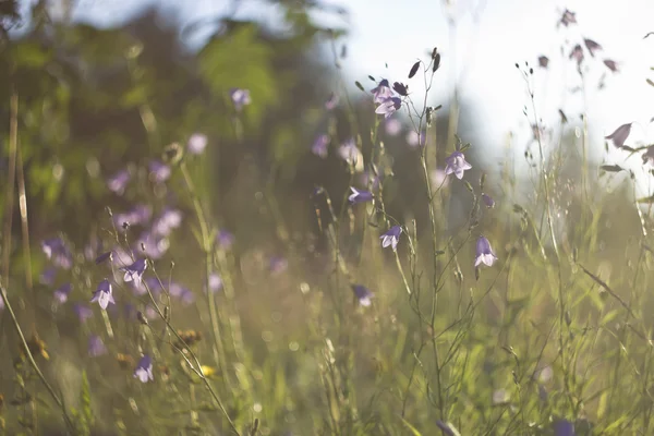 Flores silvestres — Foto de Stock