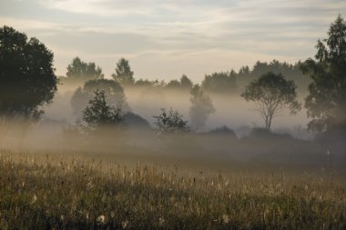 Ormanda şafak vakti