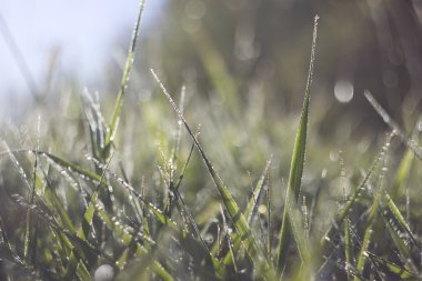 Çimlerin üzerindeki çiy tanesi