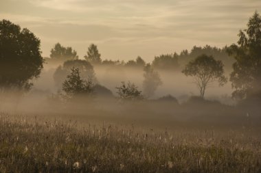 Ormanda şafak vakti
