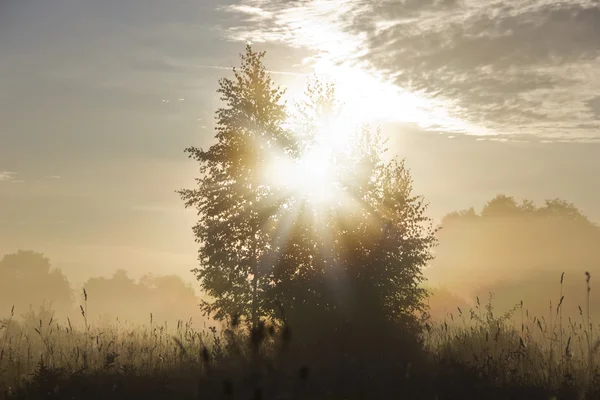 Amanecer en el bosque — Foto de Stock