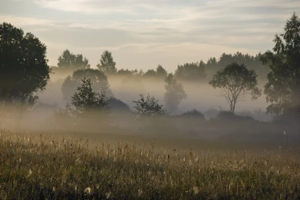 Ormanda şafak vakti