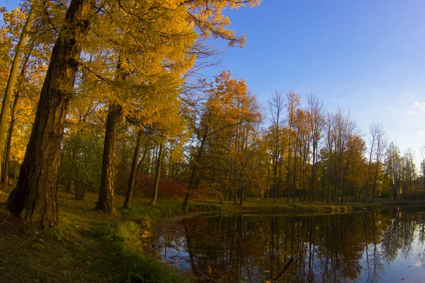 Goldener Herbst Puschkin Park, Russland — Stockfoto