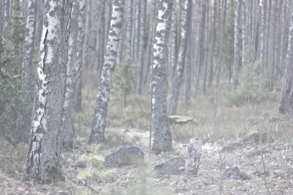 Printemps dans un bouleau — Photo