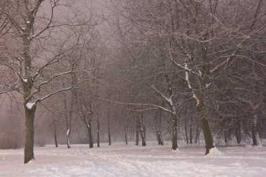 mgła w zimowym lesie