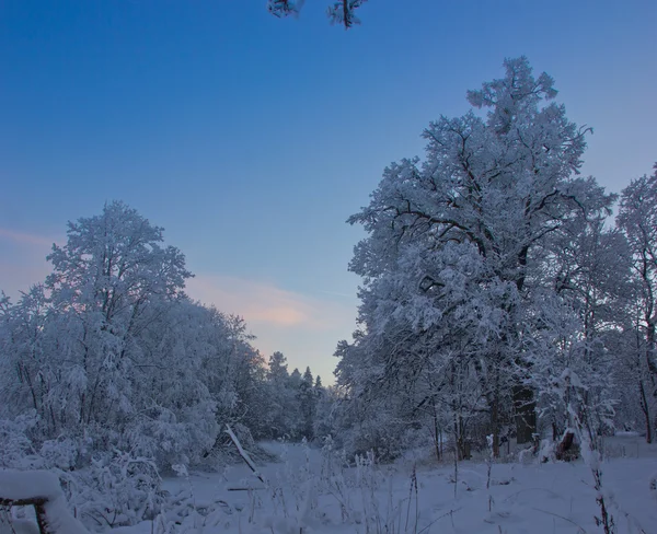 Noche de invierno en un parque en la región de Leningrado — Foto de Stock