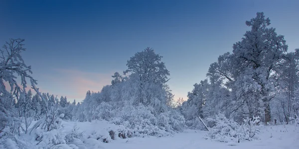 Winter evening in a Park in Leningrad region — Stock Photo, Image