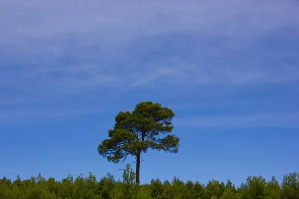 森林、ヨーロッパ、フランスでの孤独な木 — ストック写真