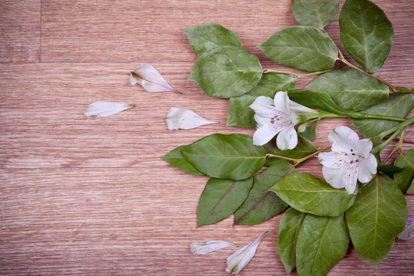 Gröna blad och blommor på trä bakgrund — Stockfoto