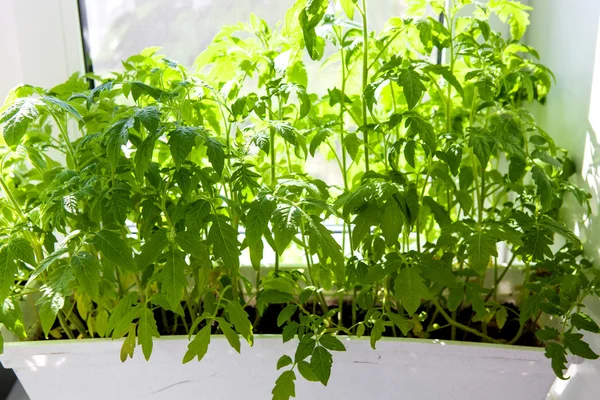 Muchos brotes de planta de tomate en invernadero —  Fotos de Stock