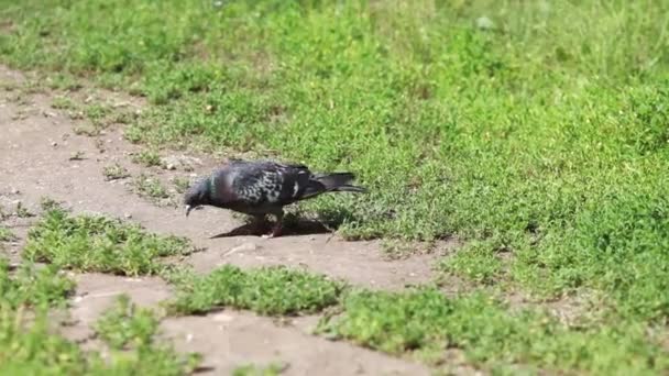 草上的鸽子 — 图库视频影像