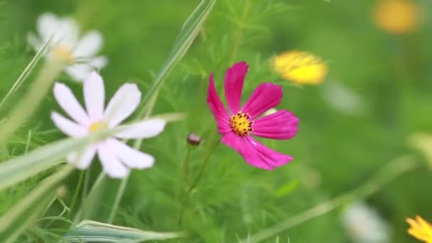 Fiori del cosmo ondeggianti nel vento . — Video Stock