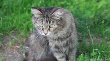 Kedi sokakta yürüyor