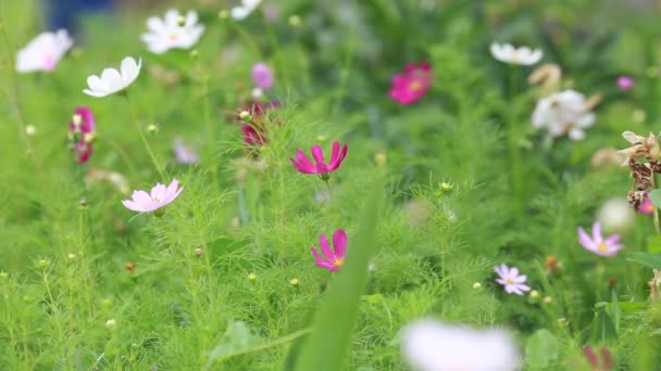 Tocando mãos flores silvestres — Vídeo de Stock