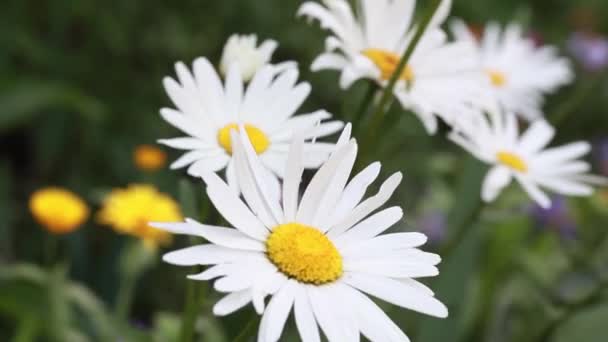 Flores de camomila no prado — Vídeo de Stock