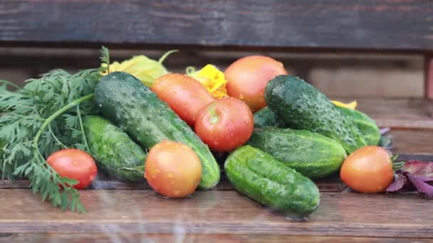 Gurken und Tomaten unter einem Strahl sauberen fließenden Wassers im Garten — Stockvideo