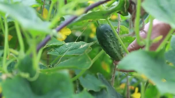 Cultivo fresco de pepinos na estufa — Vídeo de Stock