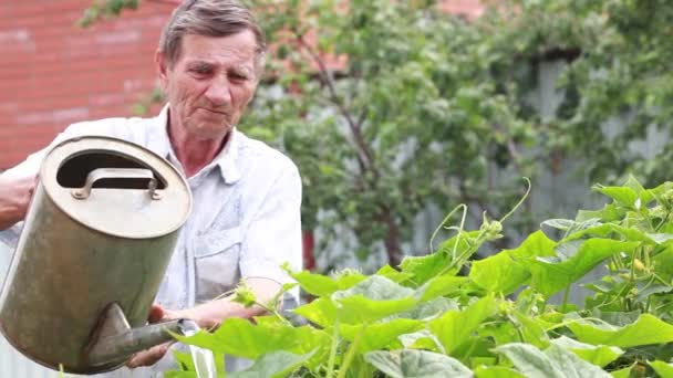 Nonno con annaffiatoio innaffiare i letti in giardino in estate — Video Stock