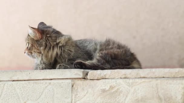 Sokakta oturan gri tüylü kedi dışarı — Stok video