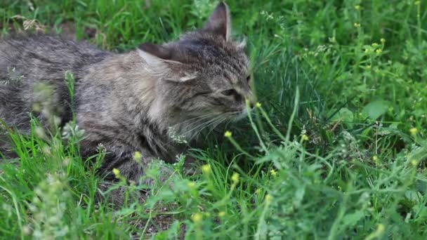 Gray fluffy cat is smelling the green grass — Stock Video