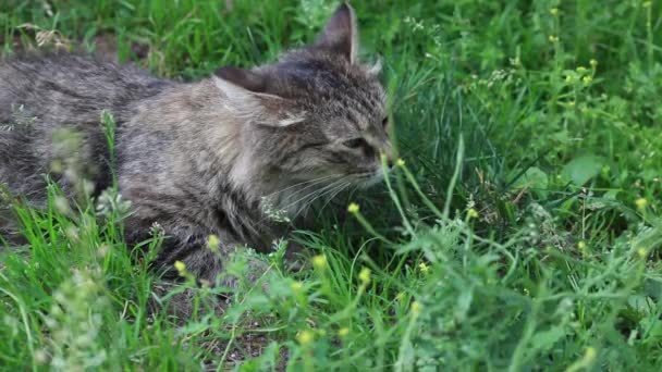 グレーのふわふわ猫は緑の草の臭いがします。 — ストック動画