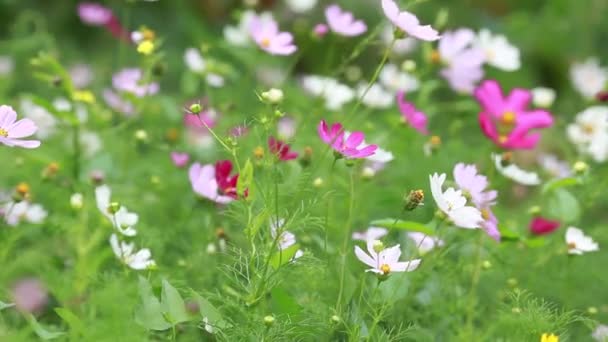 Lindas flores no parque em uma cama — Vídeo de Stock