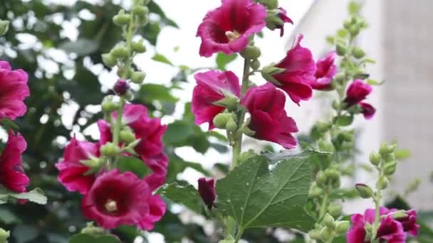 Beautiful hollyhocks flower in the garden — Stock Video