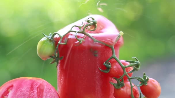 Spritzer Tomatensaft — Stockvideo