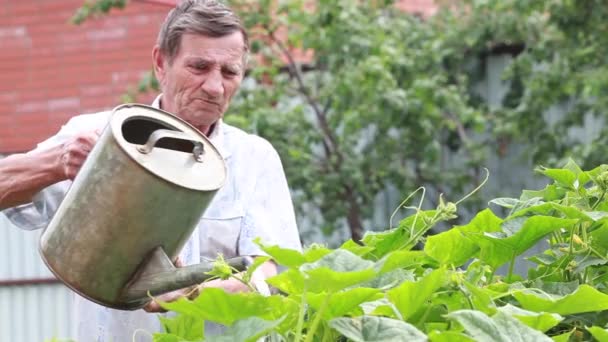 Uomo anziano da solo, facendo giardinaggio a casa — Video Stock