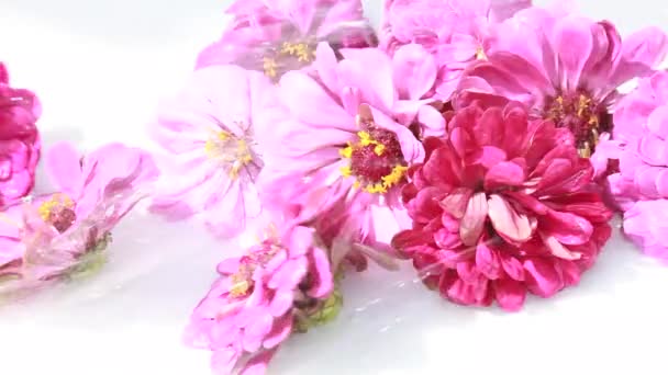 Цветки соцветия цинии на белом фоне под брызгами воды — стоковое видео