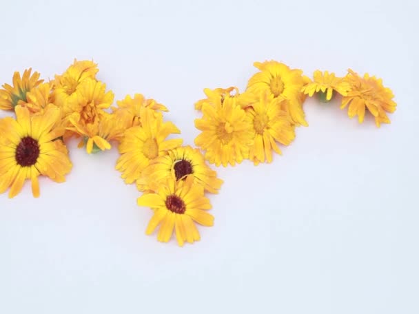 Healing marigold flowers under a jet of pure water — Stock Video