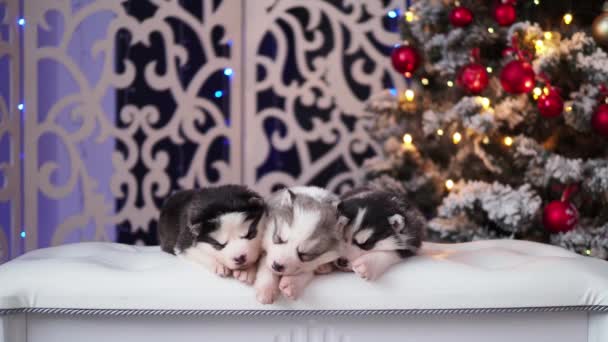 Drie pasgeboren husky puppies op de achtergrond van Nieuwjaar lichten — Stockvideo