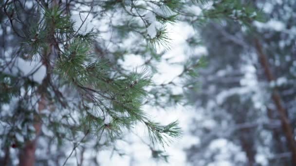 Green pine branch close up in winter day — Stock Video
