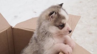 Küçük Sibirya kurt köpeği kışın bir kutunun içinde