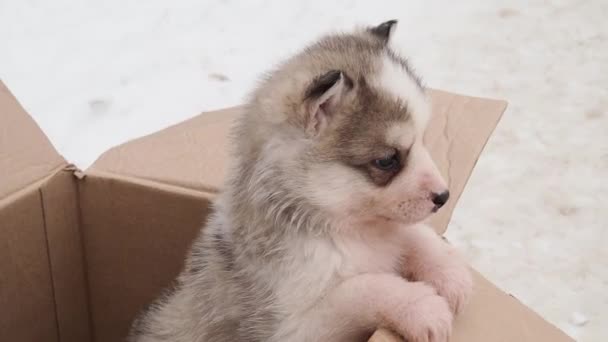 Маленький сибирский щенок крупным планом в коробке зимой — стоковое видео