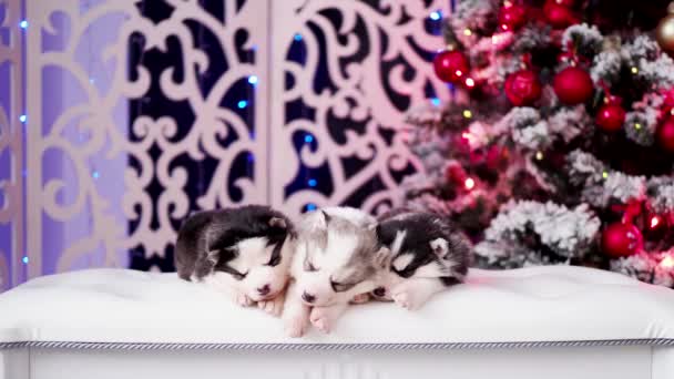 A szibériai husky kölykök egy sorban fekszenek, és egy karácsonyfa hátterén alszanak. — Stock videók