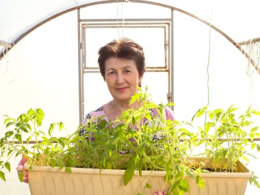 Seranın arka planında domates fideleri olan yaşlı bir kadın. Bahçe ve tarım