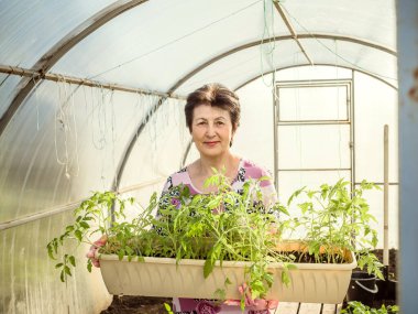 Yaşlı, güzel bir kadın elinde domates fideleri olan bir konteynırı bir seranın arka planında tutuyor. Bahçe ve tarım