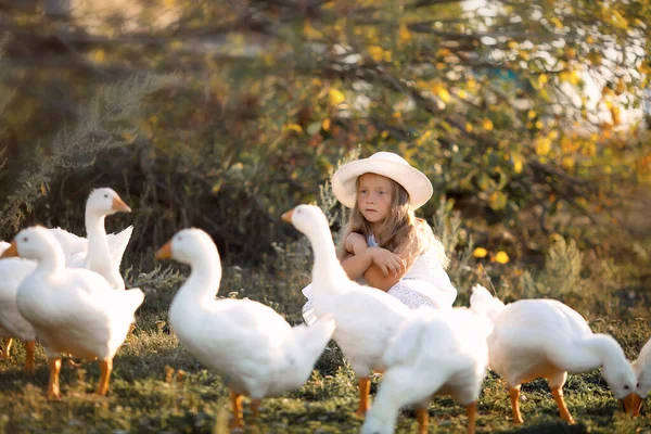 Rustic ducks. Ducks in farm. Ducks go in a row. — Stock Photo, Image