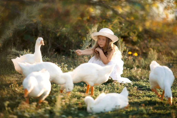 Menina bonita em um chapéu alimenta os gansos com grama na aldeia em um dia de verão Imagens Royalty-Free