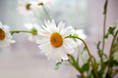 beyaz papatyalardan buket